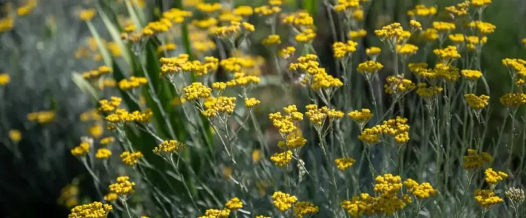 kako izabrati sirovine za pravljenje ulja i macerata smilja