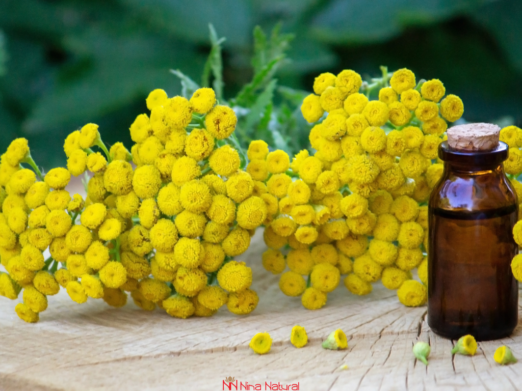 Immortelle oil for skin